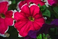 Red and pink surfinia, aslo known as ampelous petunia in the garden