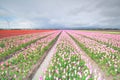 Red and pink tulip field and windmill turbine Royalty Free Stock Photo