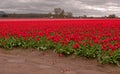 Red and Pink Tulip Fields in Skagit Valley, Wa Royalty Free Stock Photo