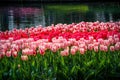 Red and pink tulip Garden with lake reflections