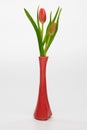 Red and pink tulips isolated Royalty Free Stock Photo