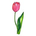 Red pink tulip with leaf. Hand drawn watercolor and ink illustration. Isolated on white background Royalty Free Stock Photo