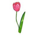 Red pink tulip with leaf. Hand drawn watercolor and ink illustration. Isolated on white background Royalty Free Stock Photo