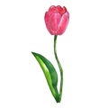 Red pink tulip with leaf. Hand drawn watercolor and ink illustration. Isolated on white background Royalty Free Stock Photo