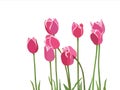 Red pink tulipes Royalty Free Stock Photo