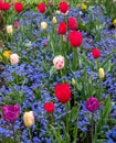 Red and pink tulips amongst blue forget me not flowers in a flower bed in London UK Royalty Free Stock Photo