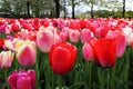 Red and pink tulips as a background photo