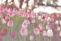 Red and pink tulips blooming in spring garden Royalty Free Stock Photo