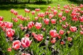 Red - pink tulips Royalty Free Stock Photo