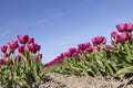 Red or pink tulips in dutch flower field with blue sky from low Royalty Free Stock Photo