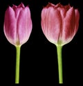 Red  and pink tulips. Flowers on a black  isolated background with clipping path.  Closeup.  no shadows.  Buds of a tulips on a gr Royalty Free Stock Photo