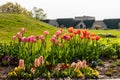 red and pink tulips and hyacinths blooming in flower bed