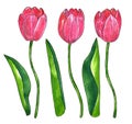 Red pink tulips with leaves. Hand drawn watercolor and ink illustration. Isolated on white background Royalty Free Stock Photo