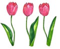 Red pink tulips with leaves. Hand drawn watercolor and ink illustration. Isolated on white background Royalty Free Stock Photo