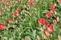 Red & Pink Tulips in Rows Royalty Free Stock Photo