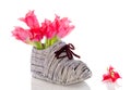 Red pink tulips in a shoe Royalty Free Stock Photo