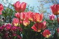Red and pink tulips in sun beam at the garden close up. Royalty Free Stock Photo
