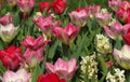 Red and pink tulips in a sunny spring garden. Royalty Free Stock Photo