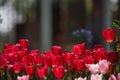 Red and pink tulips