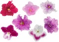 Red and pink violet flowers set