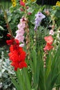 Red, pink, violet, white flowers of Gladiolus hortulanus Royalty Free Stock Photo