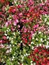 Red attractive small flowers weave on the wall.