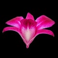 Red pink white orchid flower isolated black background. Flower bud close-up. Royalty Free Stock Photo