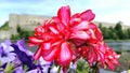 Red-pink flowers of pelargonium against the background of the river and the medieval fortress.