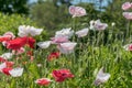 Red, pink and white poppy flowers in a field Royalty Free Stock Photo