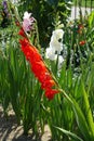 Red. pink, white and purple flowers of Gladiolus Royalty Free Stock Photo