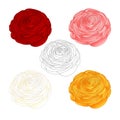 Red, Pink, White, Yellow Ranunculus Flower and outline. Vector Illustration. isolated on White Background Royalty Free Stock Photo