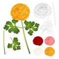 Red, Pink, White, Yellow Ranunculus Flower and outline. Vector Illustration. isolated on White Background Royalty Free Stock Photo