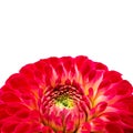 Red, pink and yellow dahlia flower with yellow and green center close up macro photo isolated