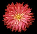 Red-pink-yellow flower on a black background isolated with clipping path. Closeup. shaggy autumn flower