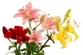 Red, pink and yellow flowers. Lilies on white background