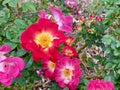 Red Pink Yellow Old Fashioned Roses Rose Bush Rosebush