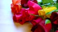 Beautiful red, pink, yellow and orange roses, closeup macro.