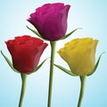 Red pink yellow roses Royalty Free Stock Photo