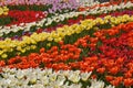 Red, pink, yellow tulips in the garden close-up Royalty Free Stock Photo