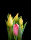 Red pink young tulip blossom  in front of a blurred bunch of yellow tulips macro, Royalty Free Stock Photo