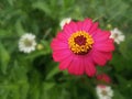 Red pink zinnia flower blossom on green garden background. Spring and summer backgrounds. Royalty Free Stock Photo