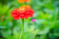 Red pink Zinnia flower top view in summer garden (Zinnia violacea Cav.) on sunny day. Royalty Free Stock Photo