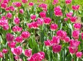 Red Pinklish Tulip flowers which all mothers will love