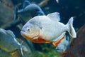 Red piranha Royalty Free Stock Photo