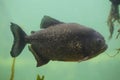 Red piranha Pygocentrus nattereri