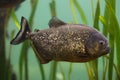 Red piranha Pygocentrus nattereri