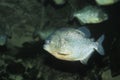 Red Piranha, Pygocentrus nattereri.