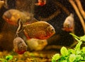 Red piranha (Serrasalmus nattereri)