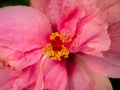 Red Pistils and Yellow Stamen on The Double Petals PInk Hibiscus Flower Blooming Royalty Free Stock Photo