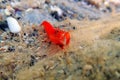 Red pistol snapping shrimp - Alpheus macrocheles Royalty Free Stock Photo